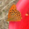 Argynnis paphia4